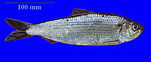 Photo of an alewife